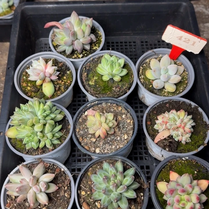 421多肉植物一物一拍