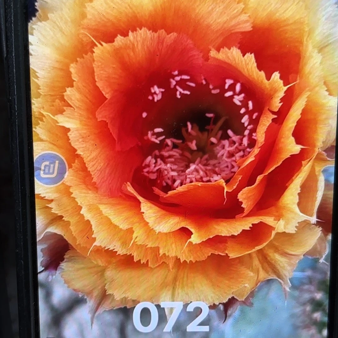 072彩小小20包邮仙人球瑕疵28