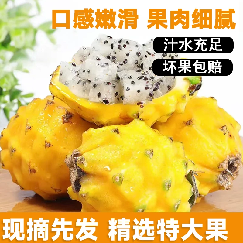 【新春特惠】燕窝果新鲜采摘 麒麟果 黄金火龙果 清甜 明日达