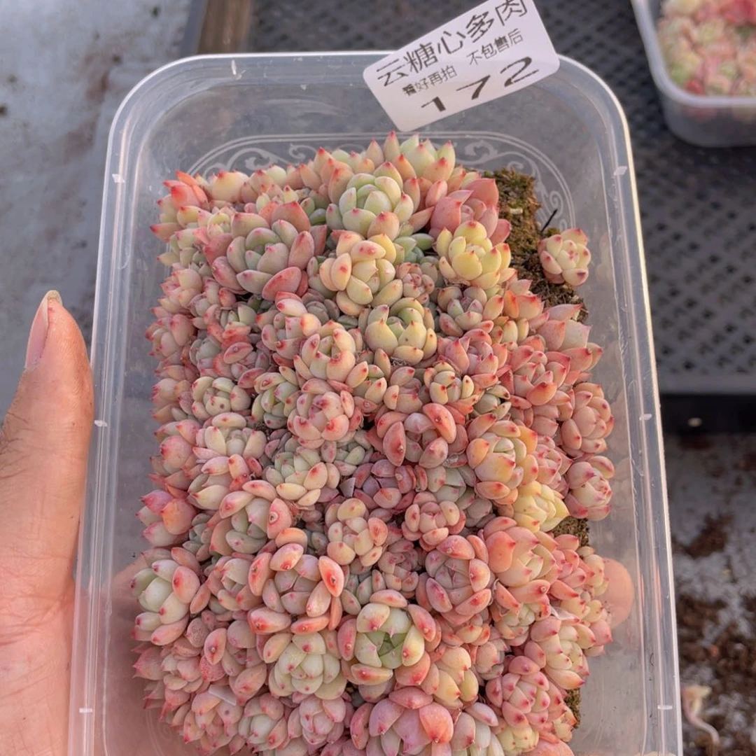 云糖心多肉植物172