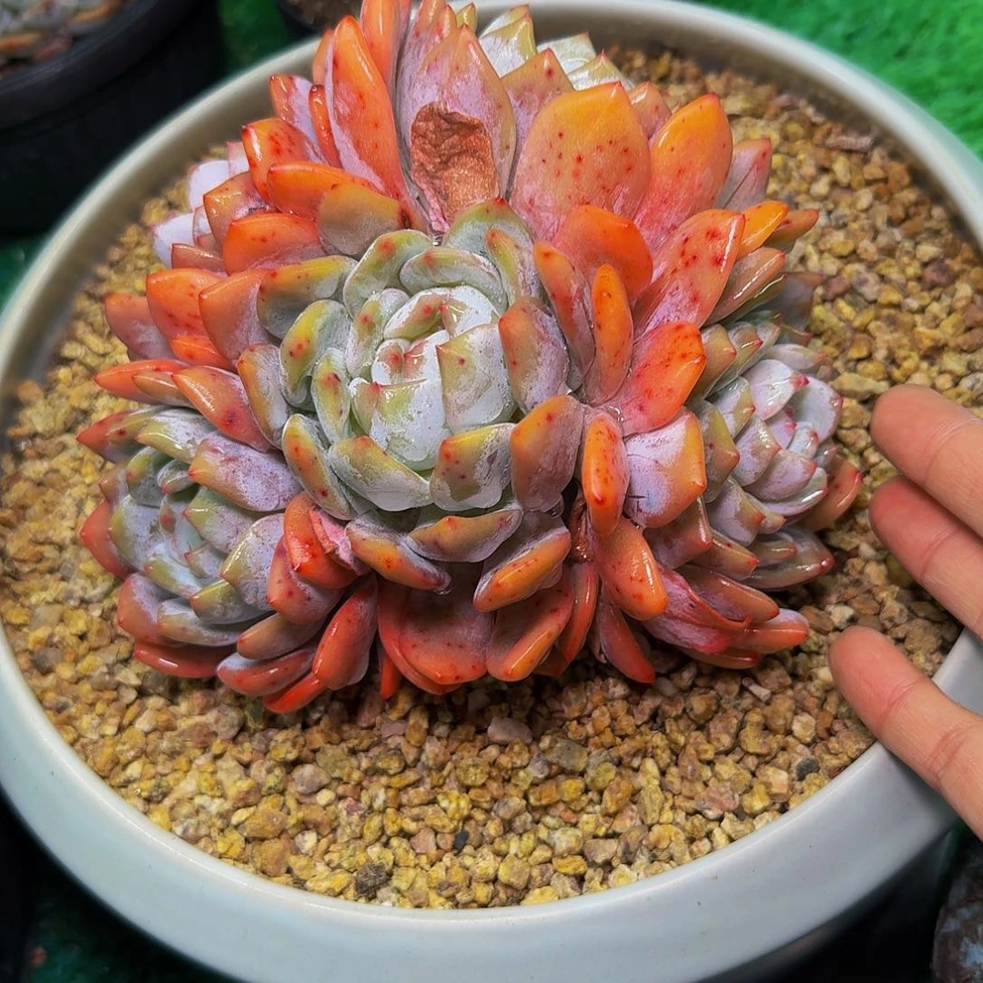 莫*卡多肉植物不带盆发货