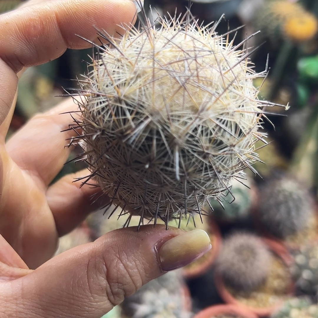 藤荣丸有根仙人球666666