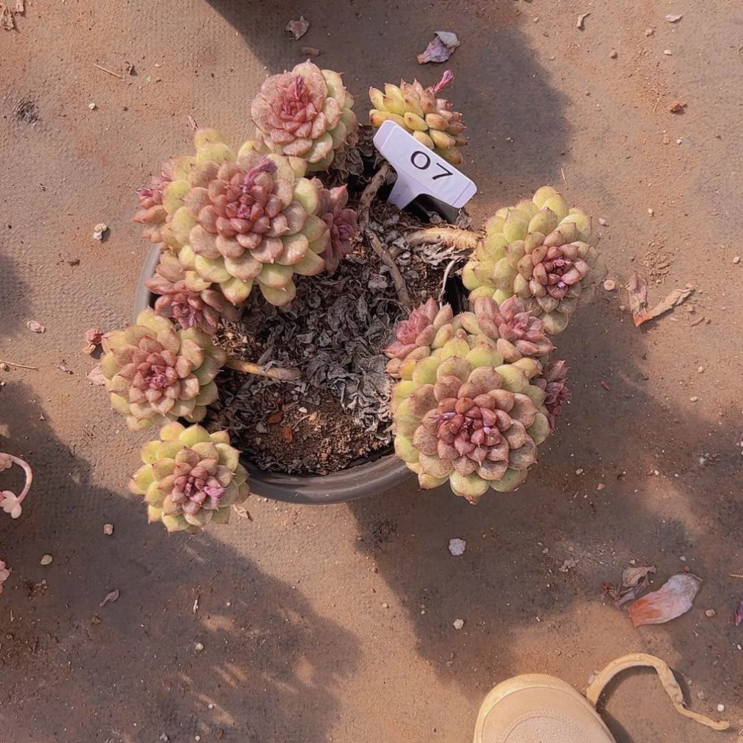 秋*歌07水晶20不售后