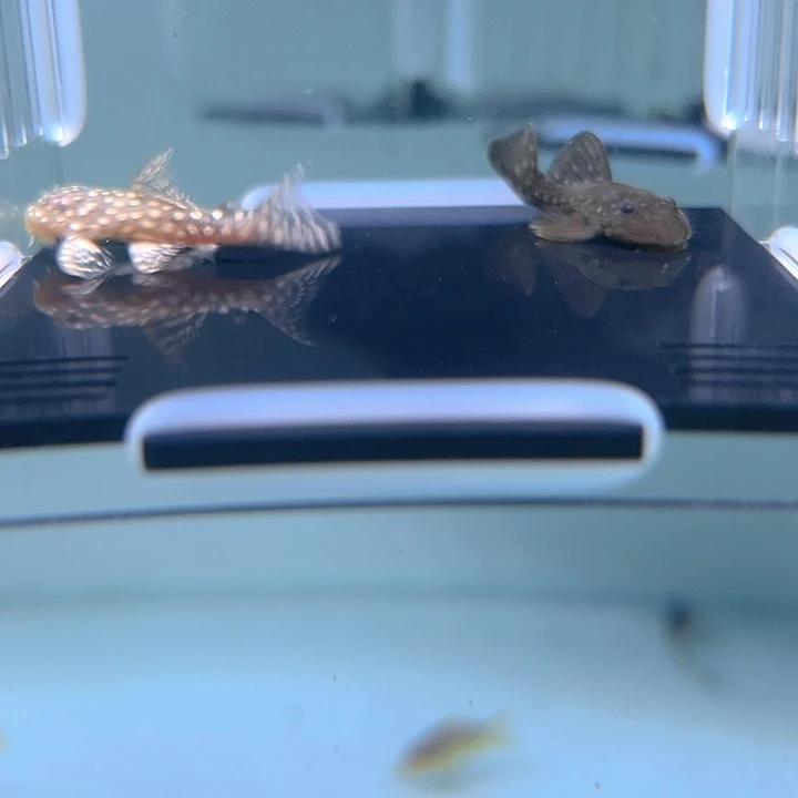 清道夫鱼31-054白金薄荷和24k黄金达摩各一条