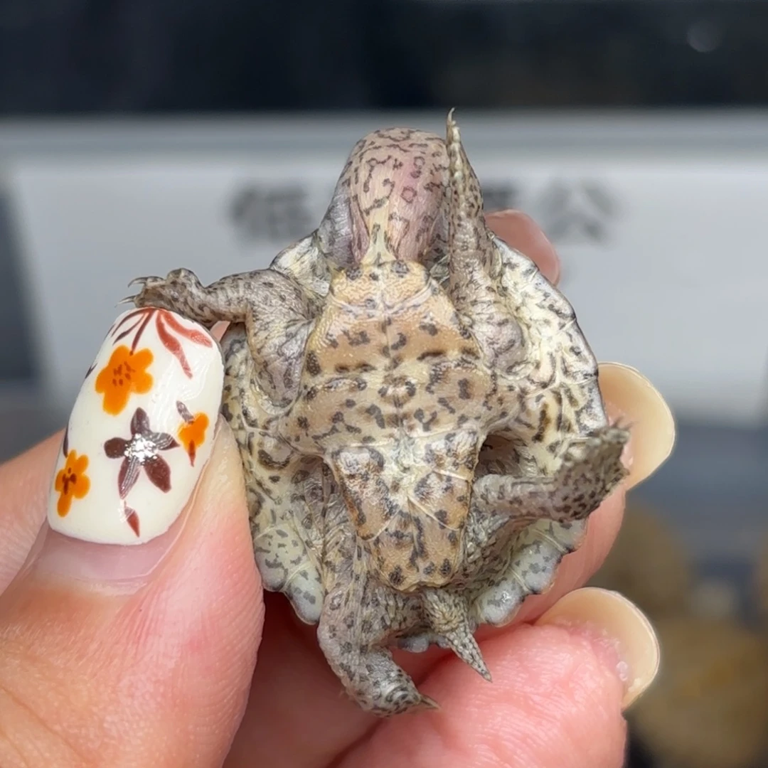不分公母宠物龟全品黑刀