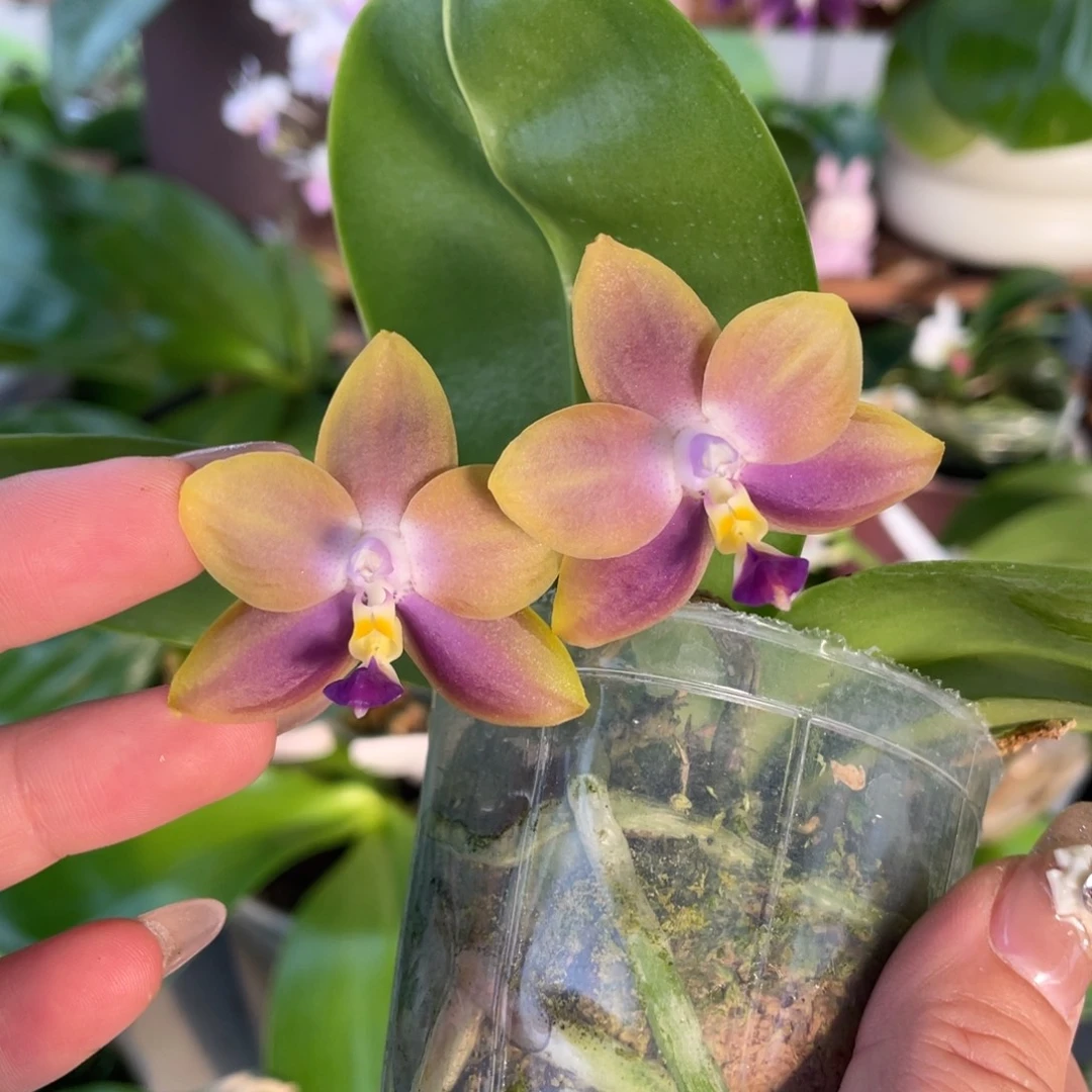 大部分开放少量花苞YC52