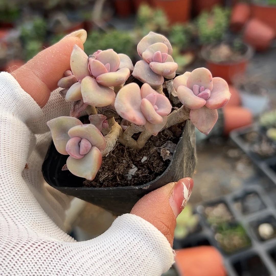 多肉植物多肉植物