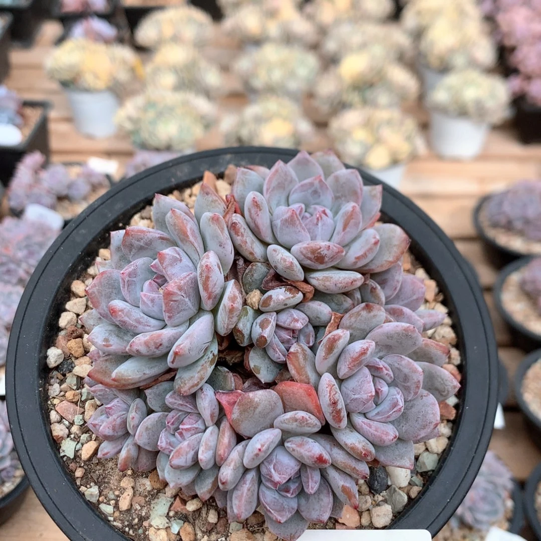 11厘米13头有砍丛林小树石榴籽 5162