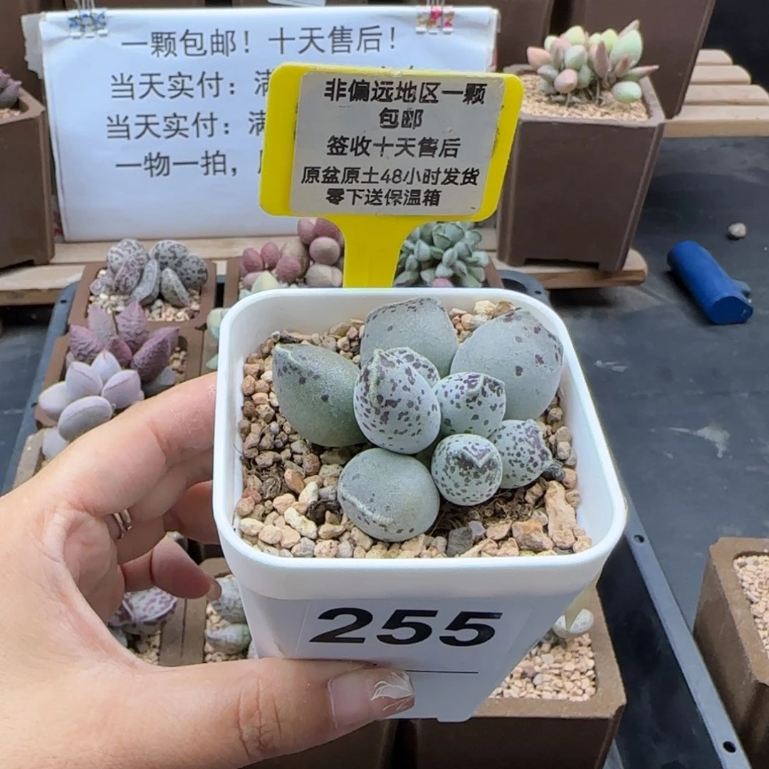 255丸叶海豹多肉植物