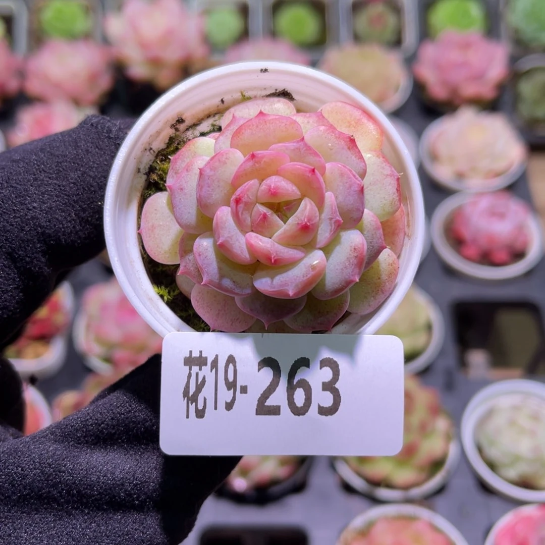 花利美19-263柔情