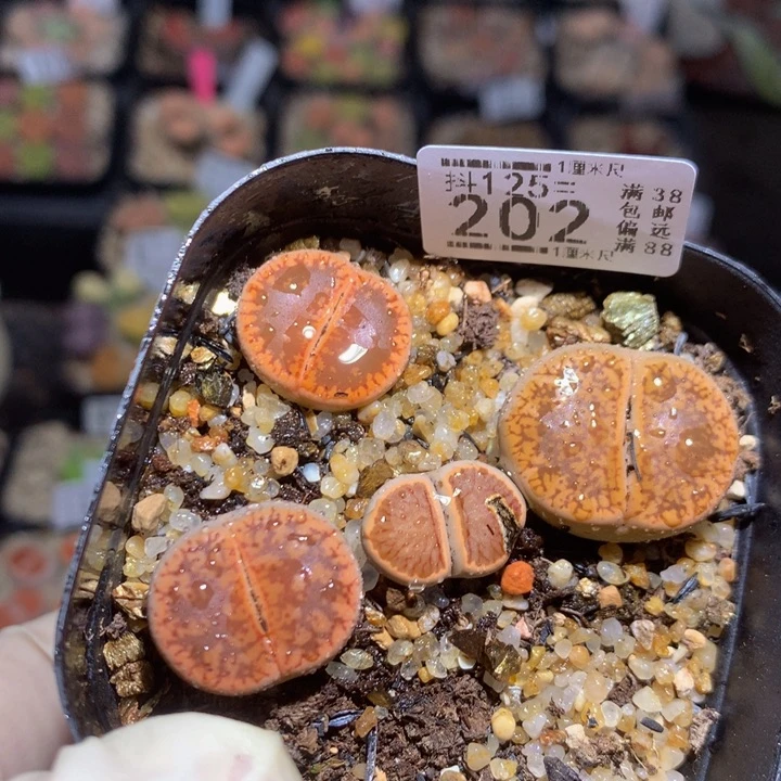 抖***谱精品生石花125.202