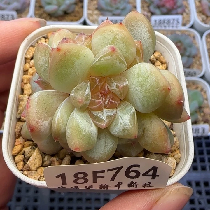 【满19.9包邮非偏远】764三头珍妮心