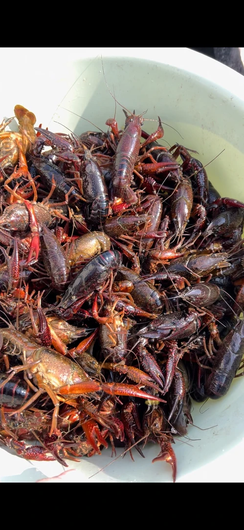 白洋淀芦苇地 渔民地龙捕捞 中虾2钱~5钱大小 顺丰包邮