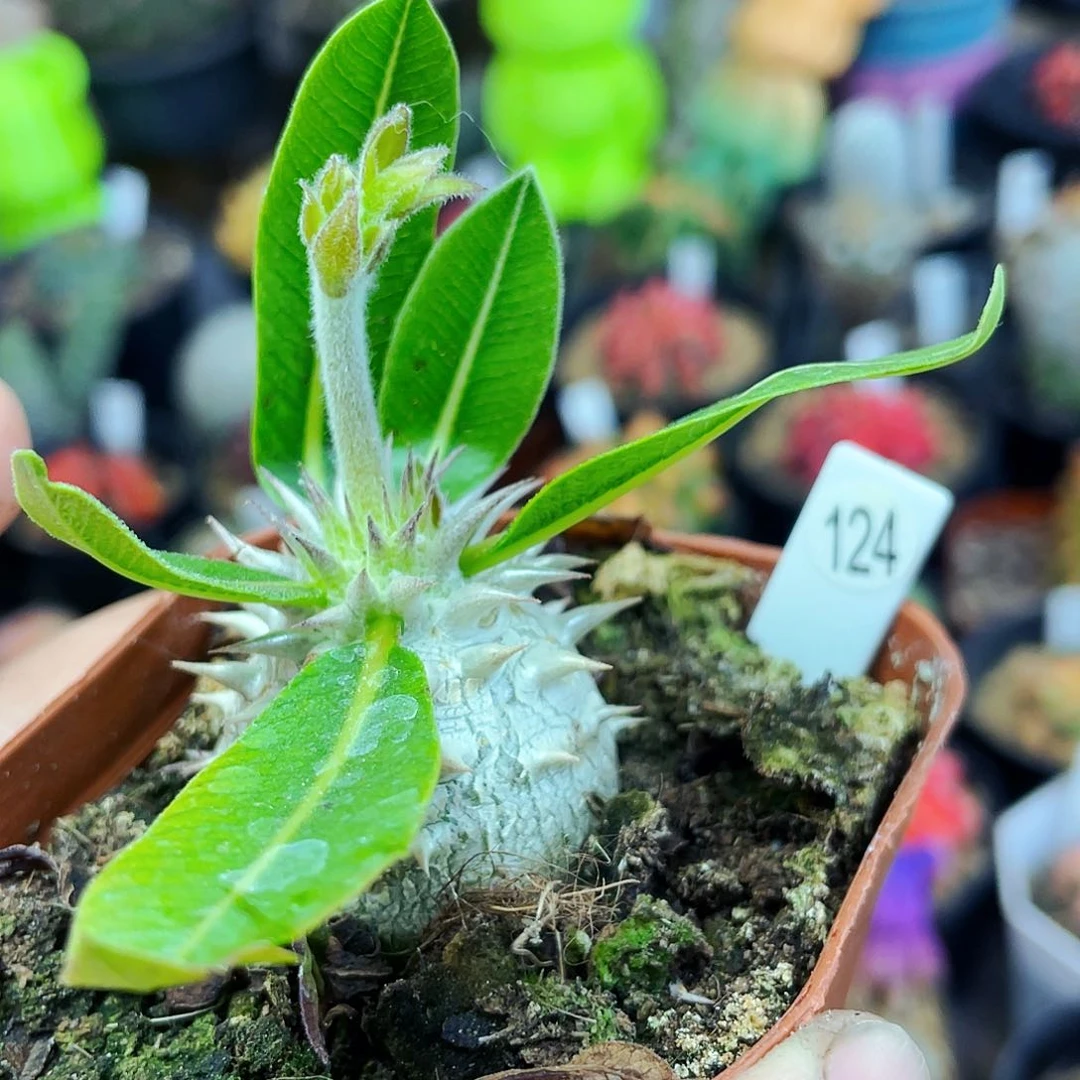 大黑非偏远地区满25包邮仙人球