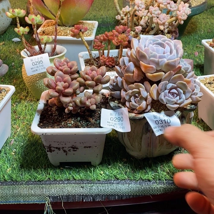 0290啊啊啊啊啊啊啊啊