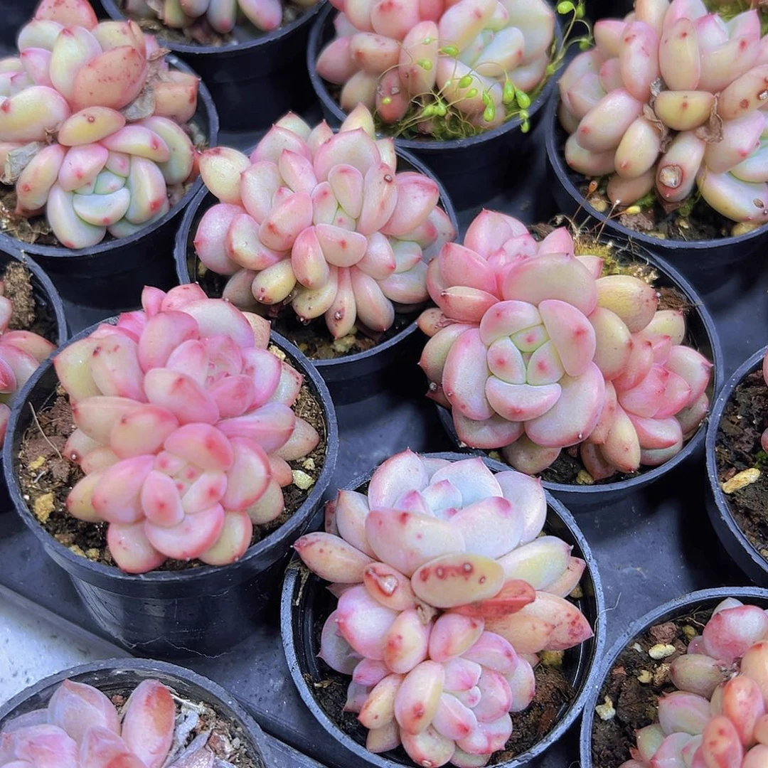 凌雪群19包邮多肉