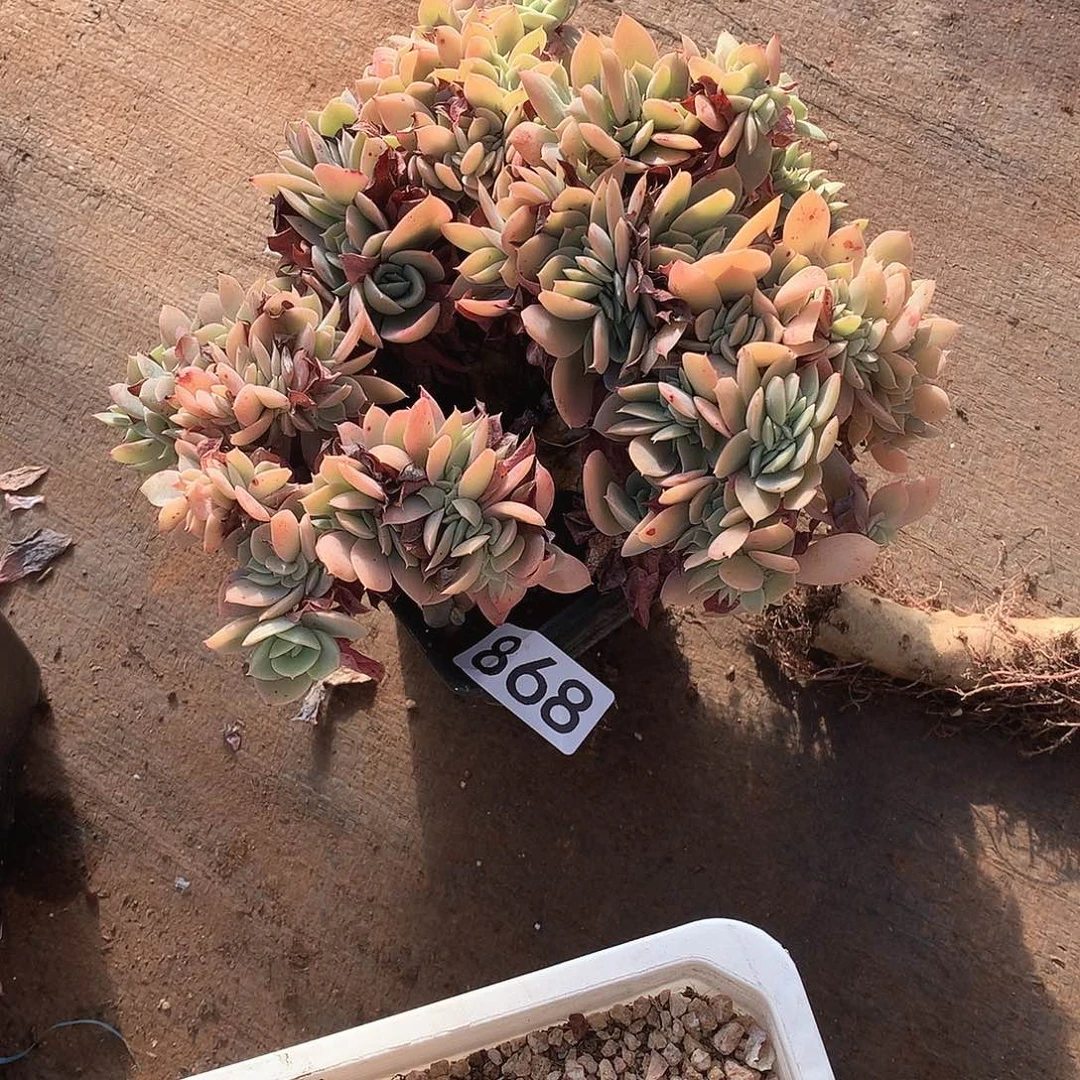 868丝绸一物一拍多肉