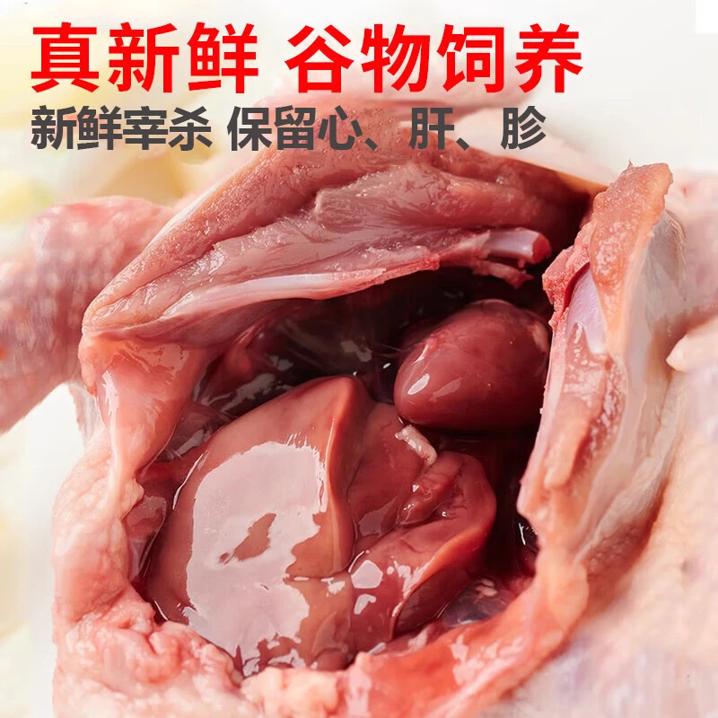 新鲜现杀农家散养鸽子乳鸽鸽子冷链发货可煲汤