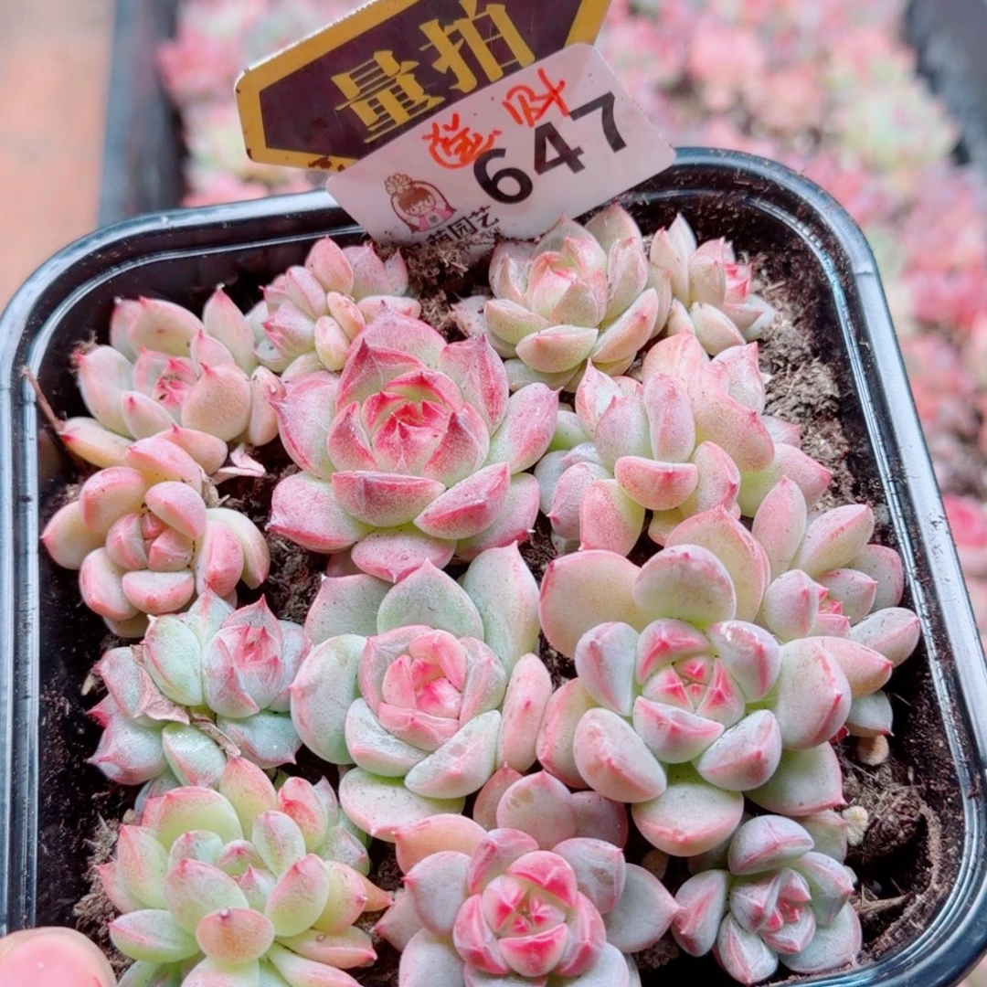 多肉植物多肉植物