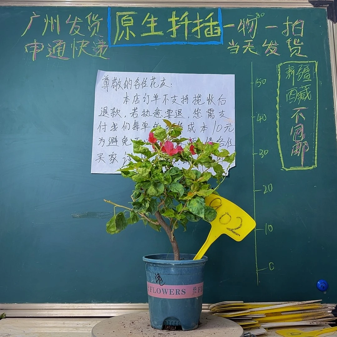 当前无花栽培后可以开花粗杆 香港丽人 902