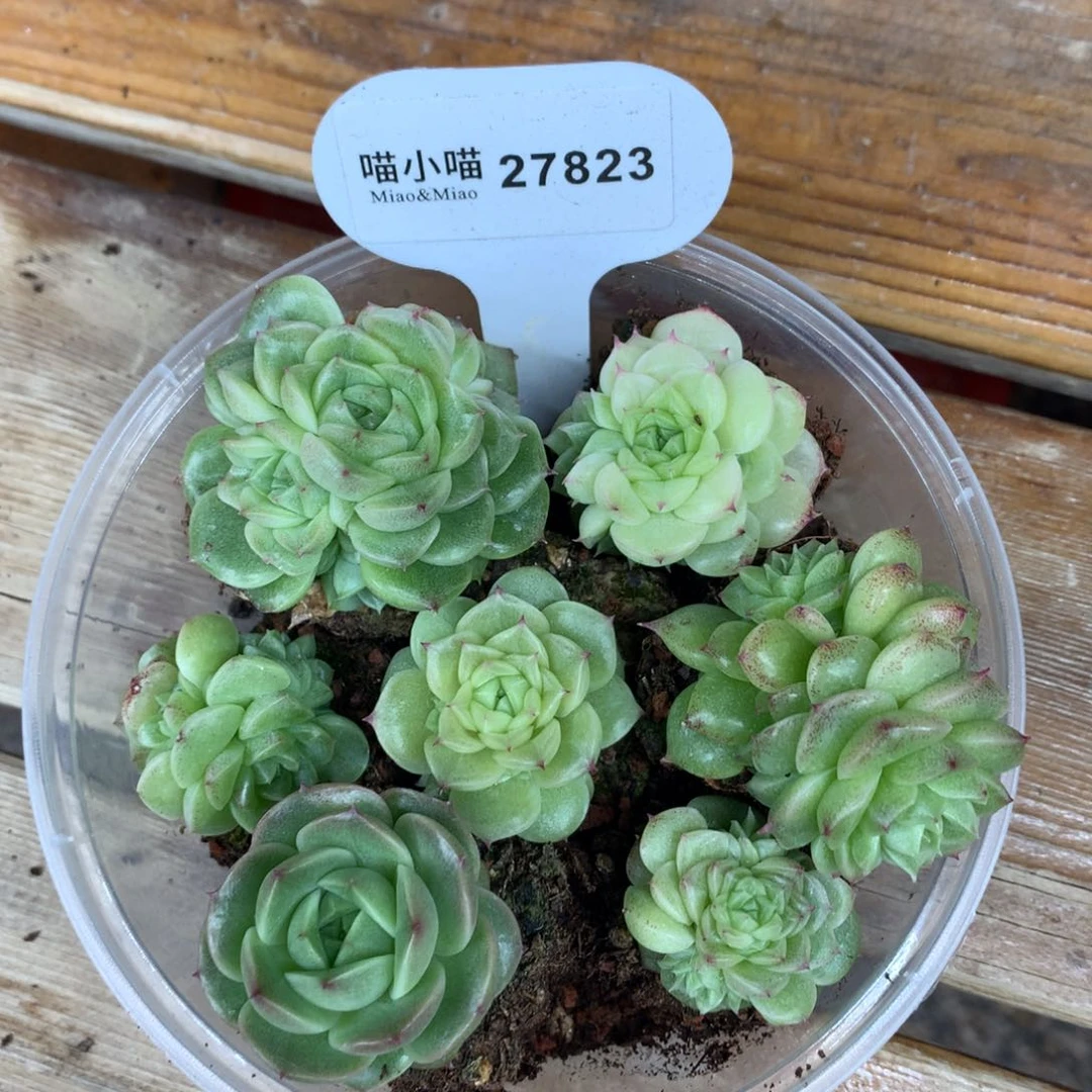 喝****屁多肉植物麦秆珍妮