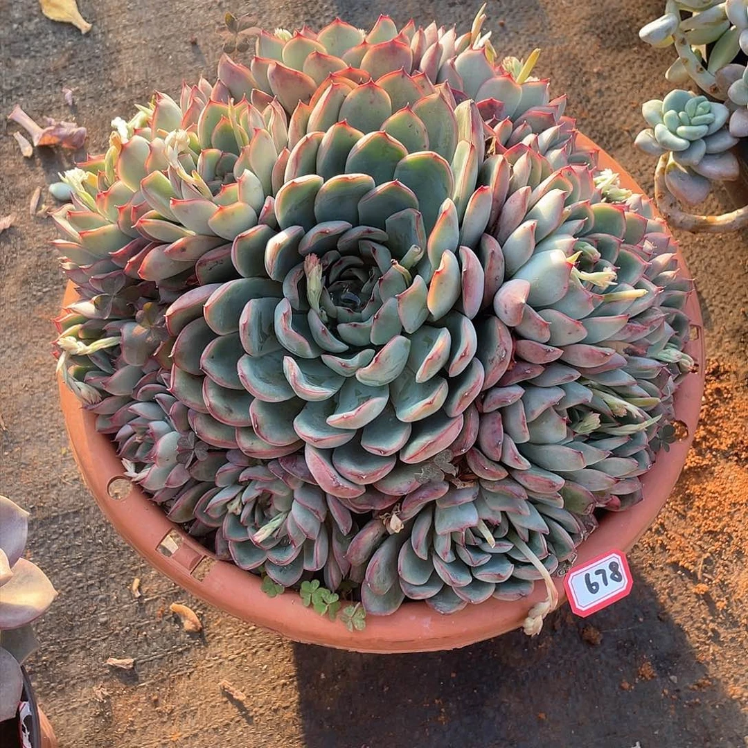 678荷花一物一拍多肉