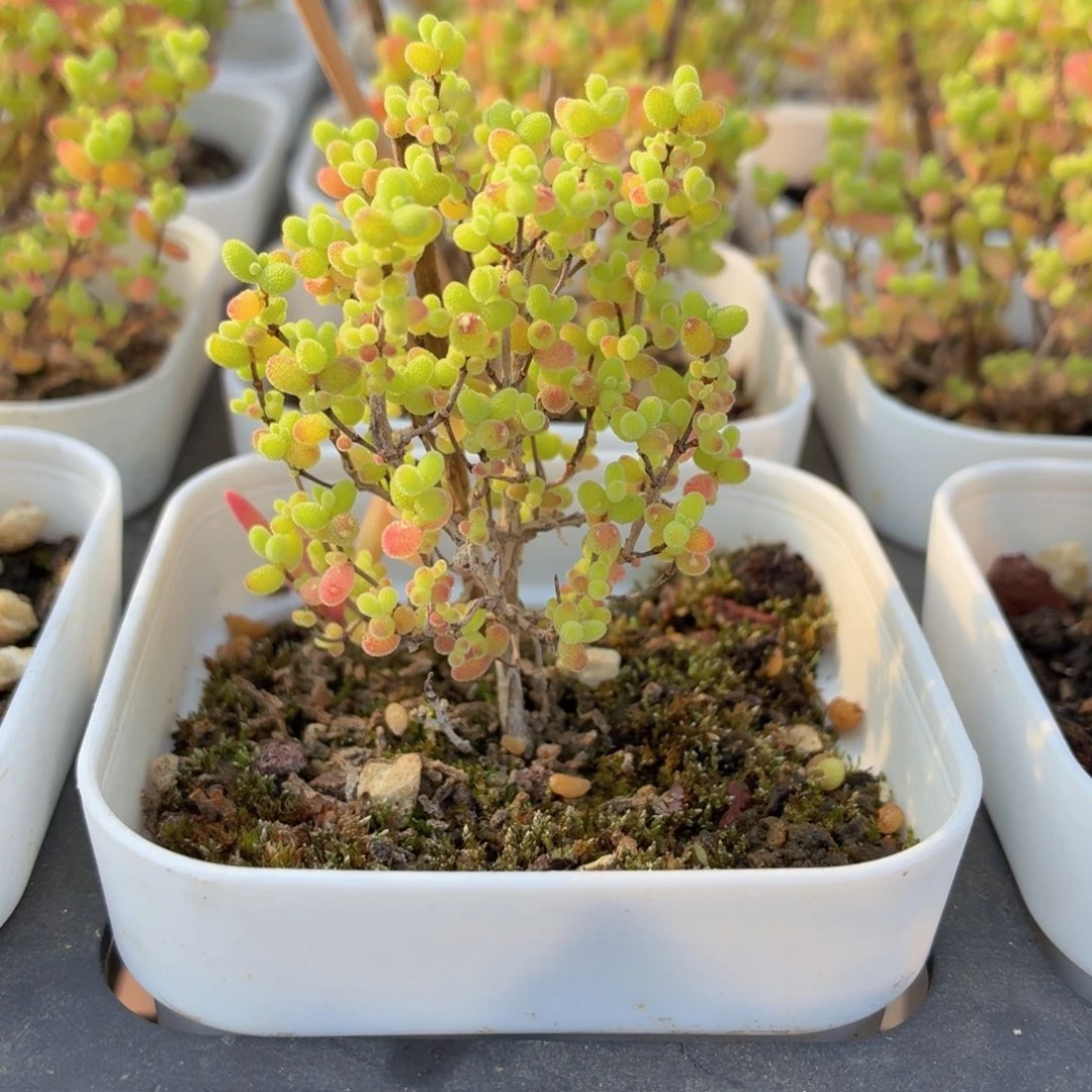 金桔糖球多肉9.9包邮发货