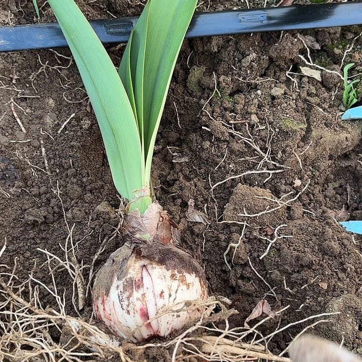 ？演员七➕有标包对版7241