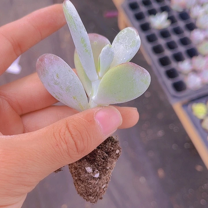 精品乒乓福娘多肉