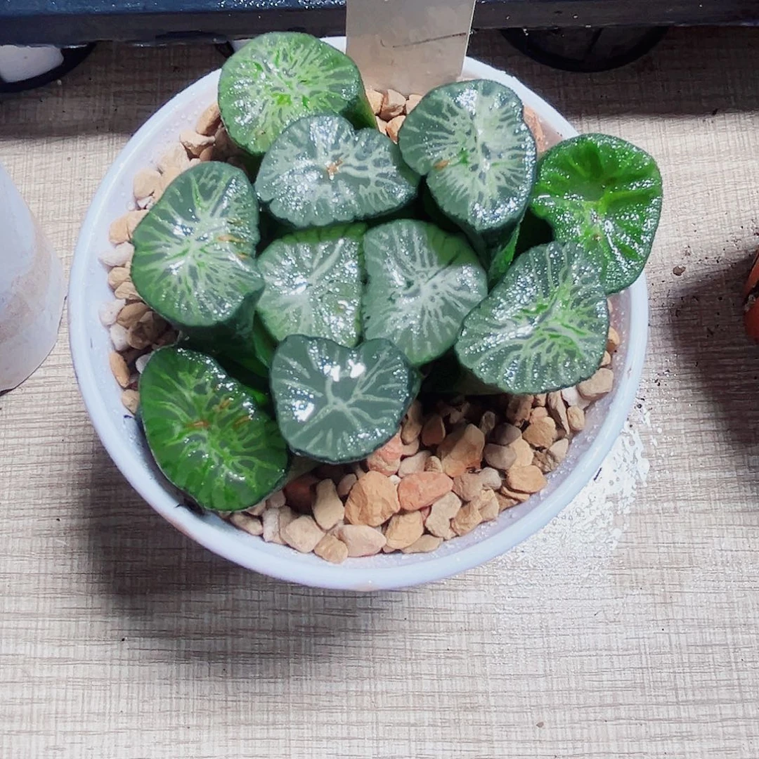 翡翠龙万象多肉植物