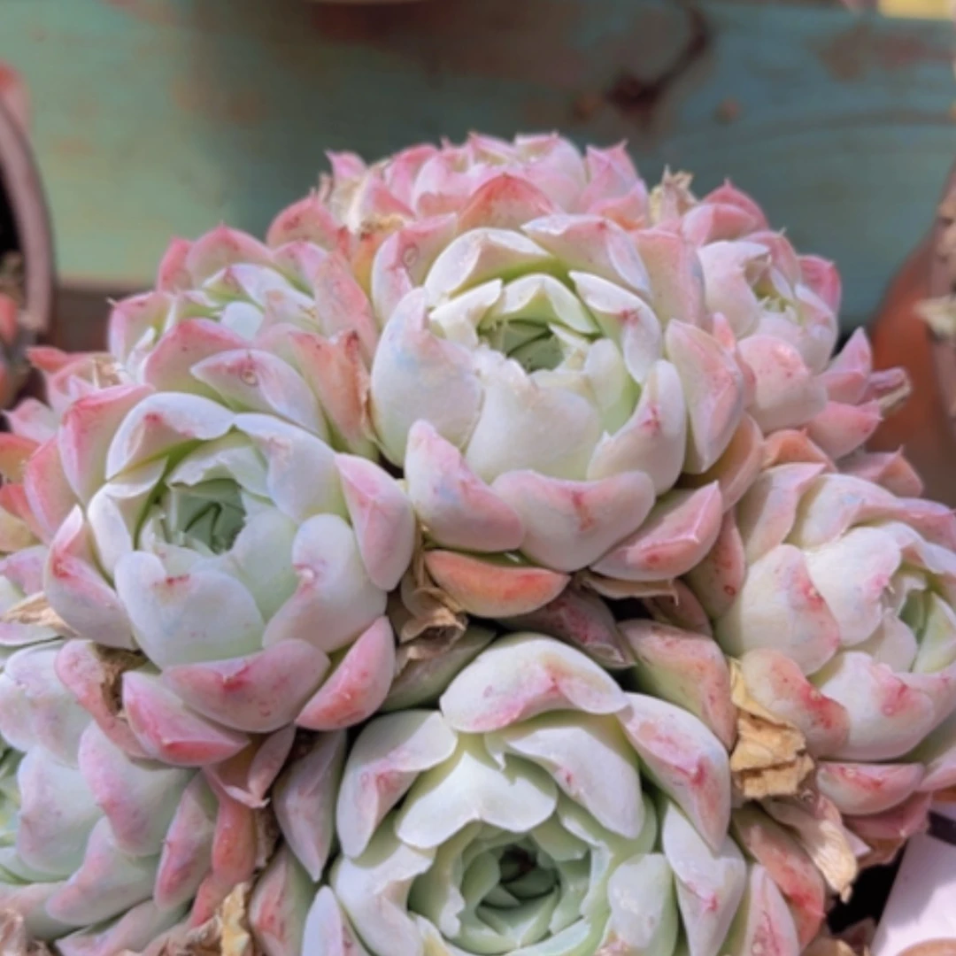 【闪购商品】沁心多肉1969