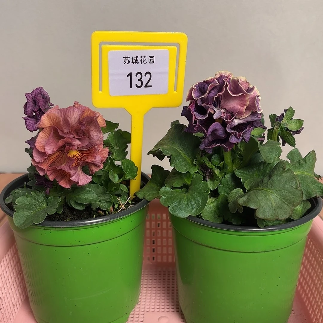 大部分开放少量花苞132