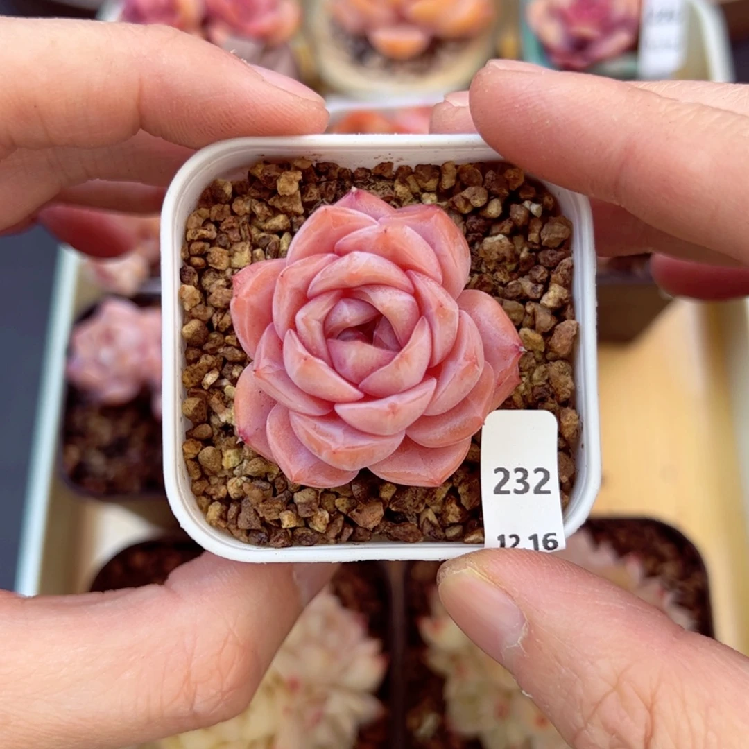 好好看232、哈哈哈哈