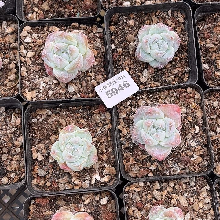 阿雅园艺。       5946精控冰玉四颗