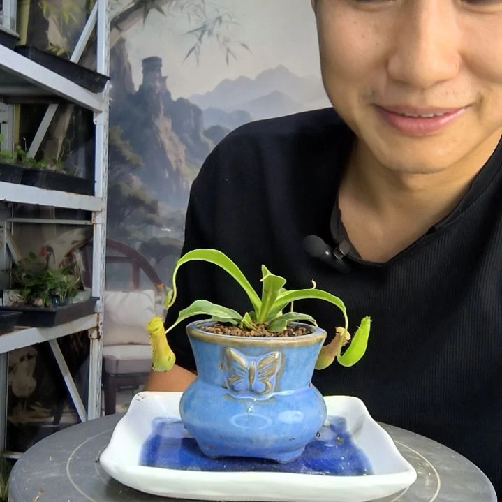 汤**8中青园艺一物一拍420
