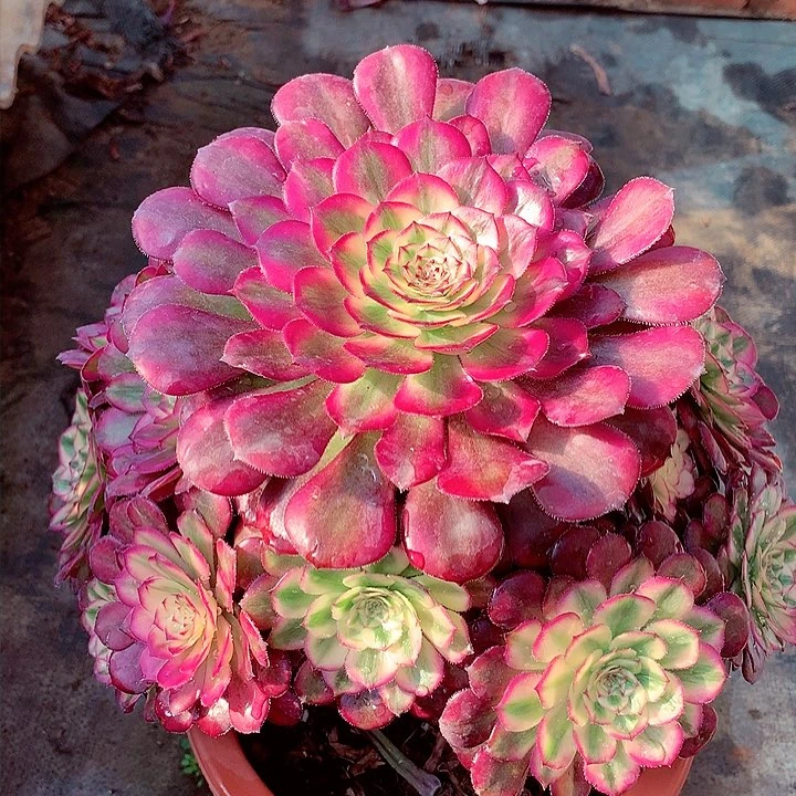 月蝉捧花，多肉植物