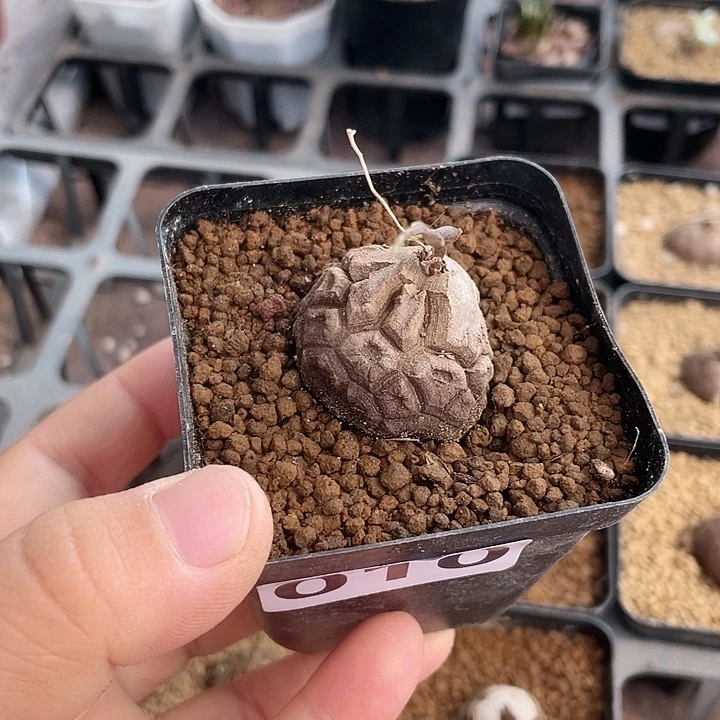 010龟甲龙块根植物