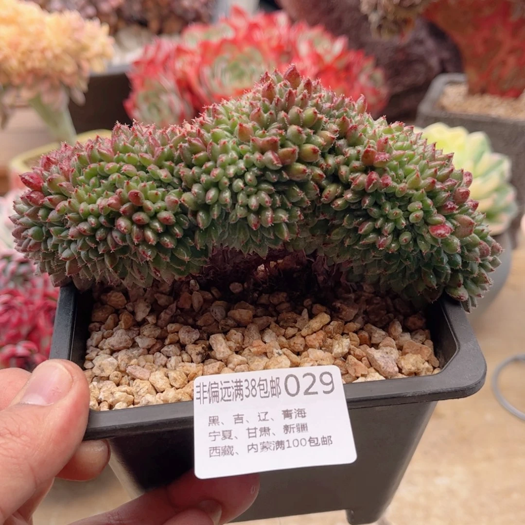 029莱恩缀德华多肉