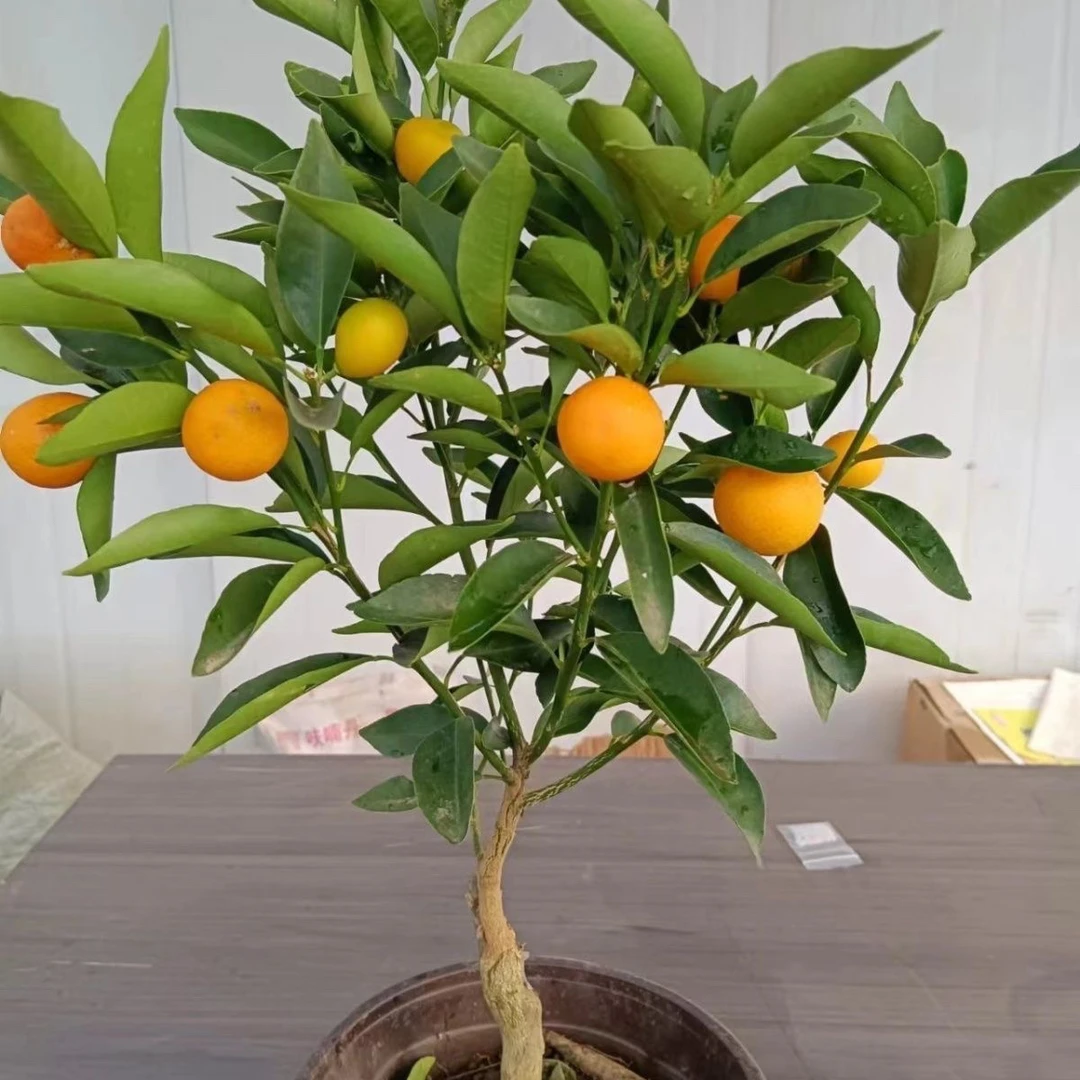 带花苞脆皮脆蜜金桔树苗阳台盆栽庭院地栽四季均可种植