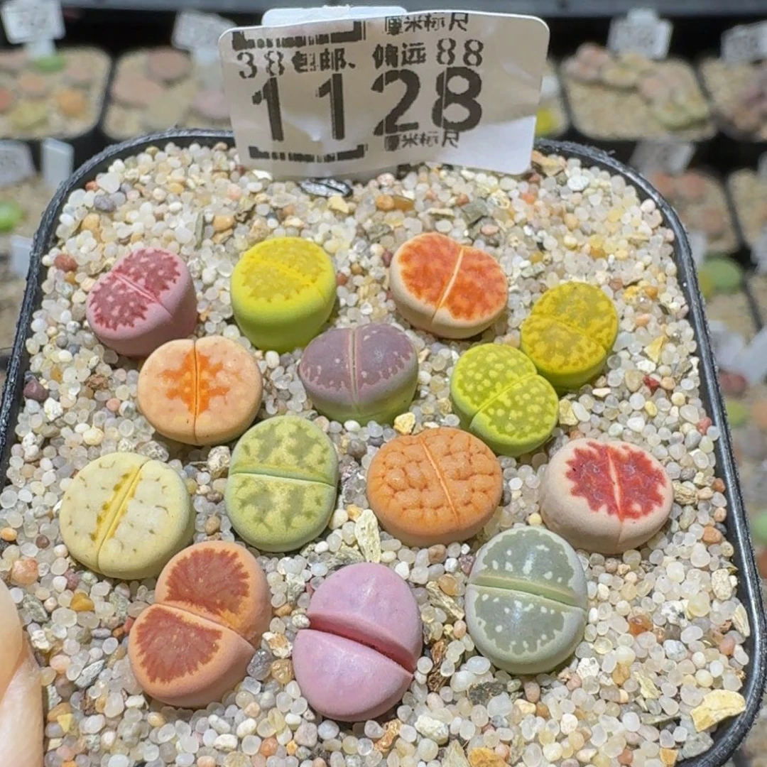 Sssss精品生石花1128