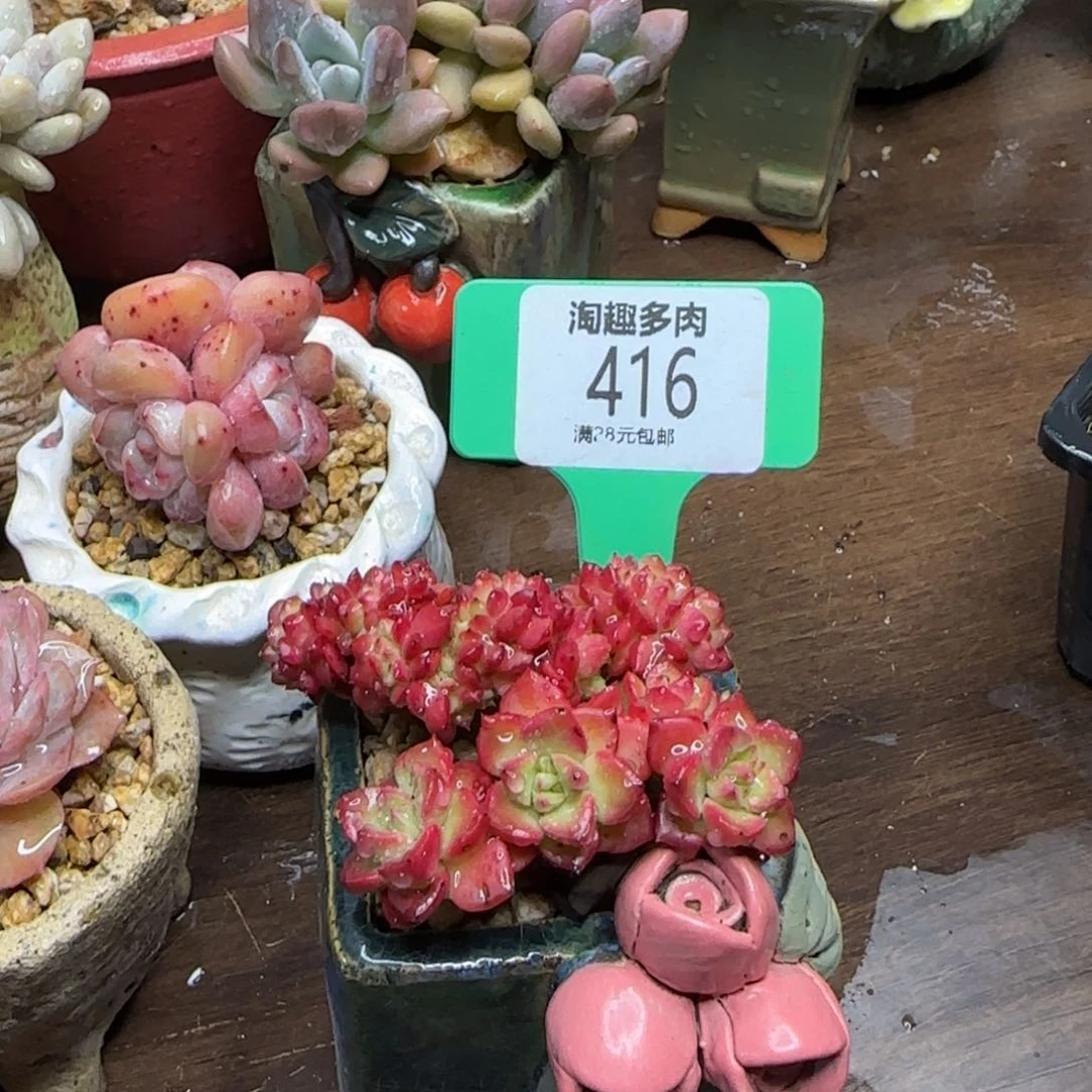 墨*多肉植物11111111111