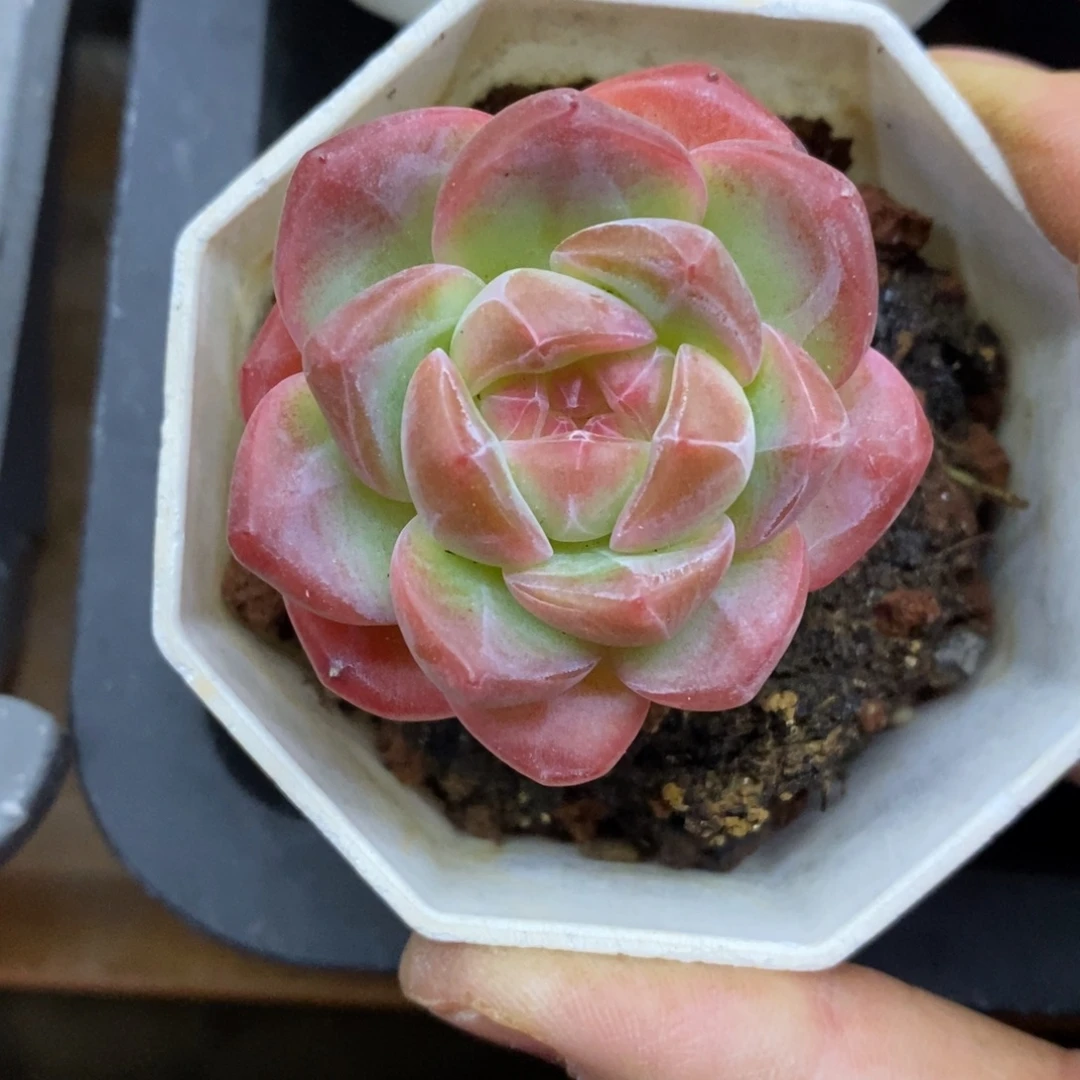 精品多肉一物拍不包整239