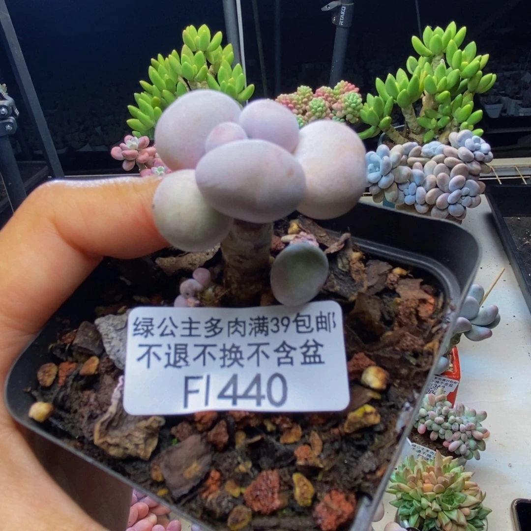440橙奶多肉肉3cm