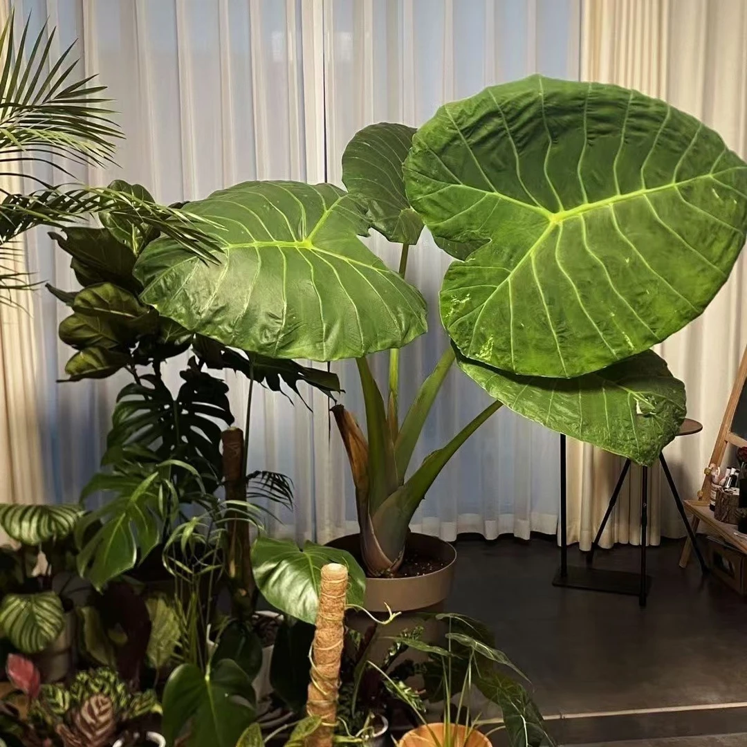 好养客厅水土培老桩室内霸王芋懒人盆栽盆景大叶滴水观音