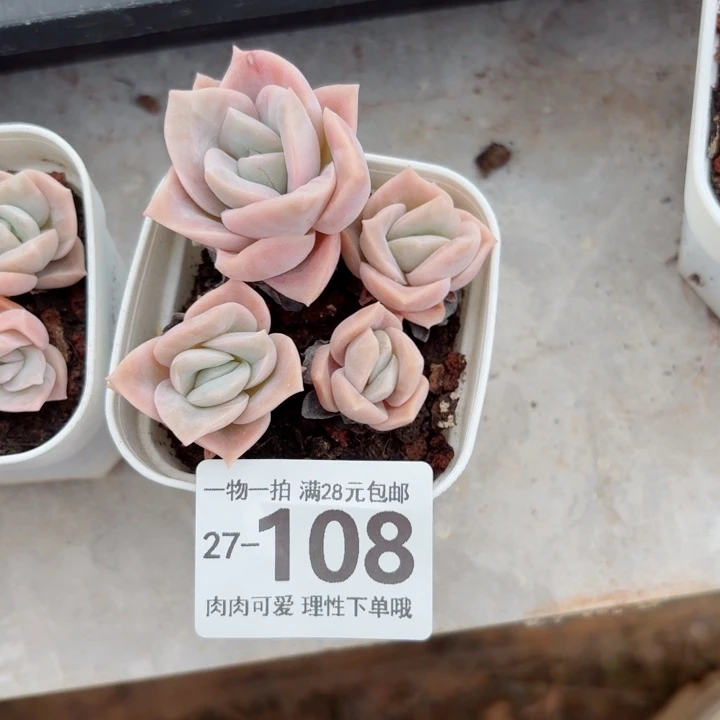 可爱玫瑰不包整多无盆土无盆土发货无