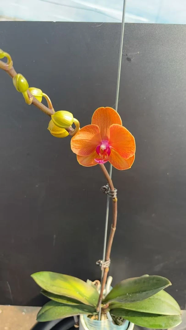 【富贵鸟孤品】花不晚精品蝴蝶兰  室内花  福利品 无售后