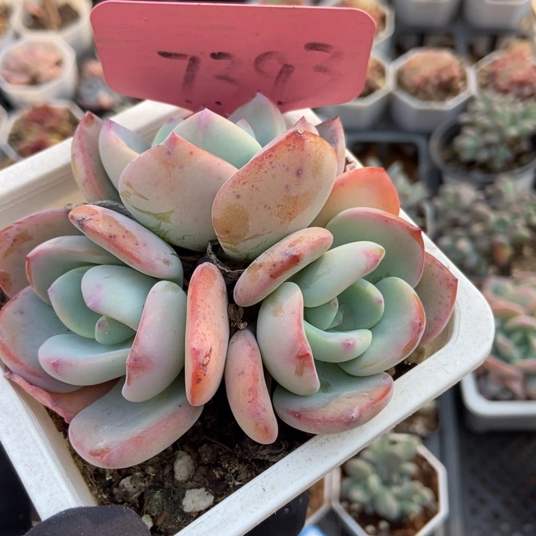 7393白月光多肉植物保护