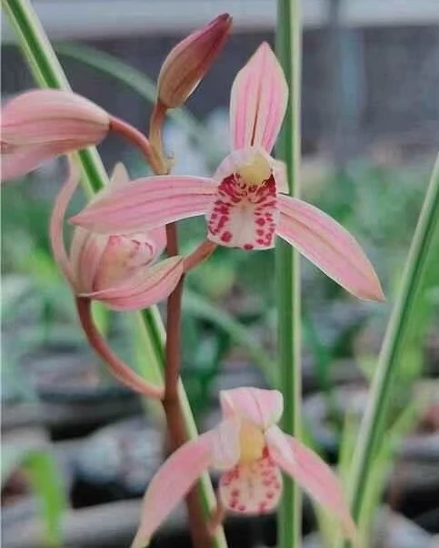 建兰精品一杆多花好养艺活直播间一物一拍