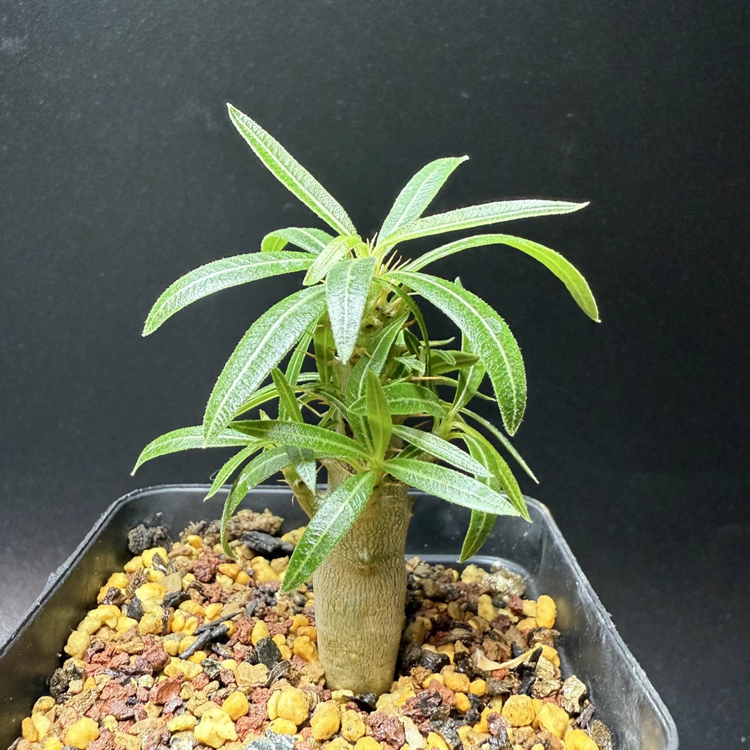 凯蒂棒槌带盆发货