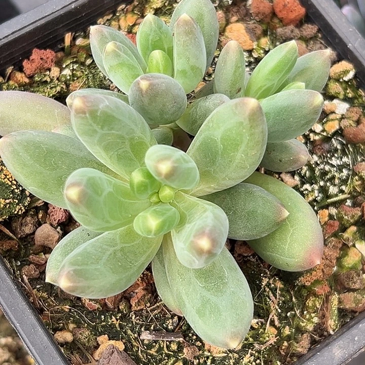 迷雾森林个体美人特价